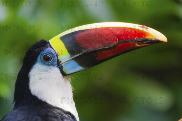 White-throated Toucan (Ramphastos tucanus), portrait of adult bird, native to South America,