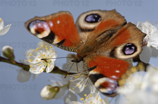 Peacock butterfly (Inachis io, Nymphalis io) on the flowers of blackthorn (Prunus spinosa),