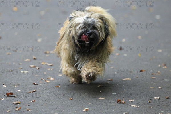 Lhasa Apso, Lhasa Terrier, Lion Dog, Tibet