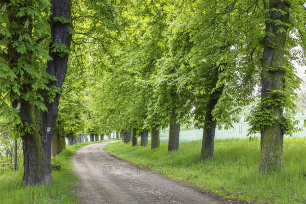 Listed avenue with old trees of white horse chestnut (Aesculus hippocastanum) in Hermsdorf,