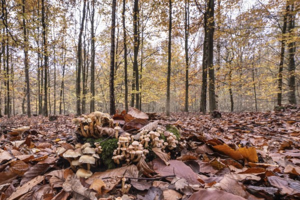 Sulphur tufts (Hypholoma fasciculare) in autumnal beech forest (Fagus sylvatica), Emsland, Lower
