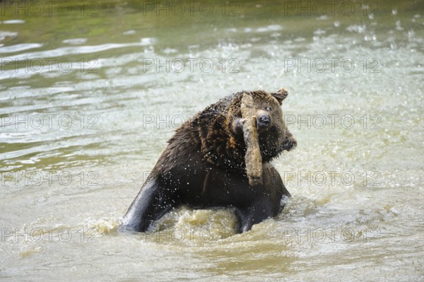 Garden tiger moth splashing around in the water with its head raised, Eurasian brown bear (Ursus