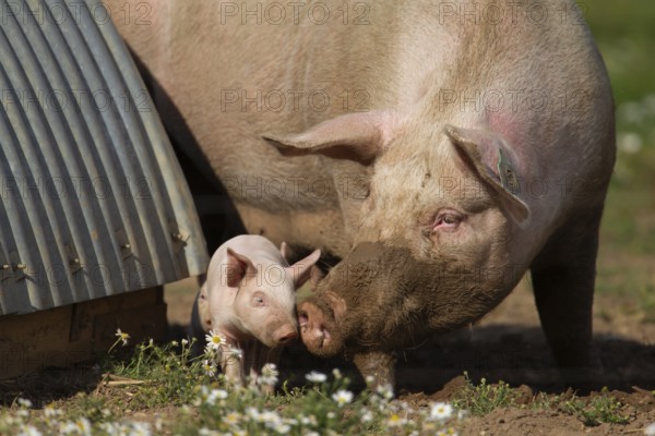Domestic pig (Sus scrofa domesticus) adult mother and juvenile baby piglet farm animals in a field