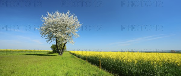 Field landscape with blossoming cherry tree, meadow and rape field under a blue sky,