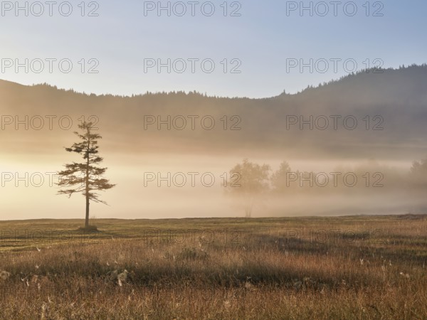 Morning atmosphere with tree in the early morning mist, Rothenthurm moor, Canton Schwyz,