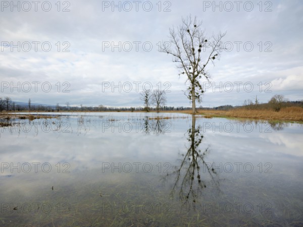 Poplar tree in the flooded nature reserve Reussspitz, Canton Zug, Switzerland, Europe