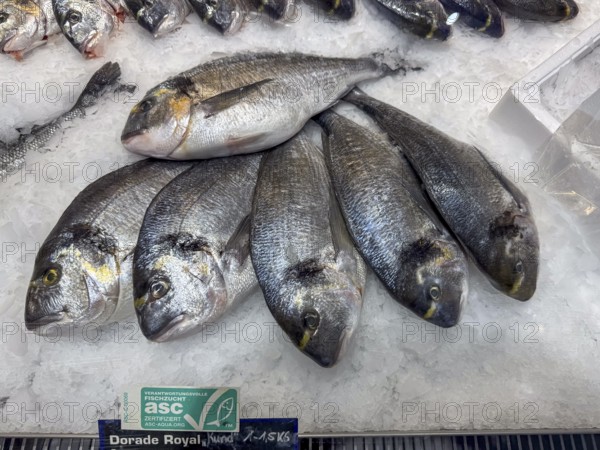 Sea bream Royal (Sparus aurata) with reference to responsible fish farming asc certified ASC-AQUA