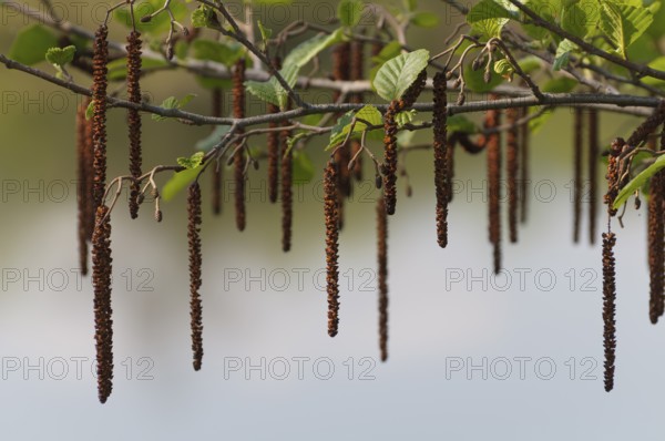 Black alder (Alnus glutinosa), male and female flowers, spring, Upper Franconia, Germany, Europe