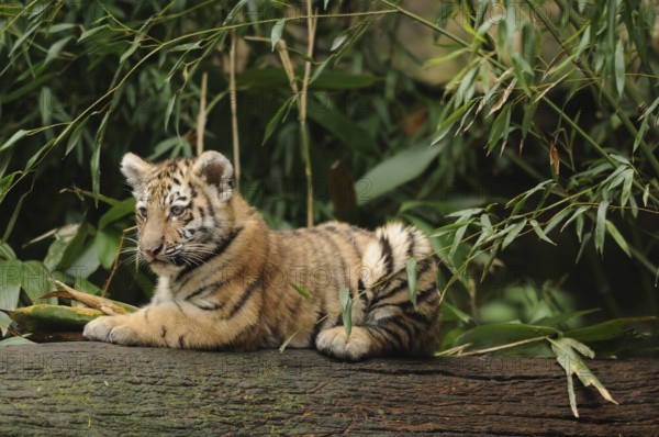 A tiger cub lying relaxed on a tree trunk, surrounded by green bamboo, Siberian tiger (Panthera