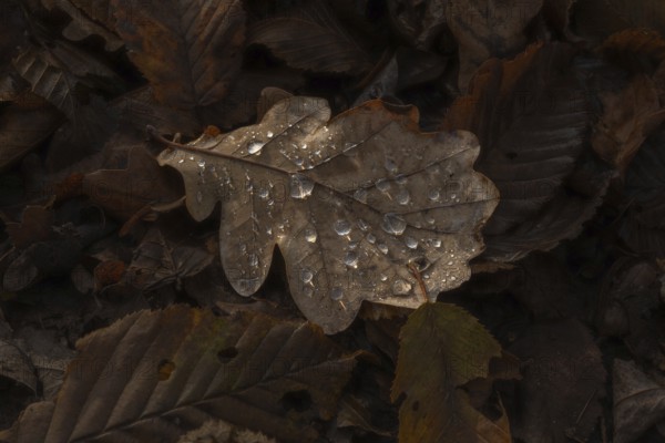 A leaf with water droplets lies on the floor. The leaf is brown and the water droplets are clear.