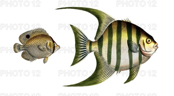 Fish, Fishes, left, genus Butterflyfish, Butterflyfish, Chaetodon ocellatus, the peacock eye.