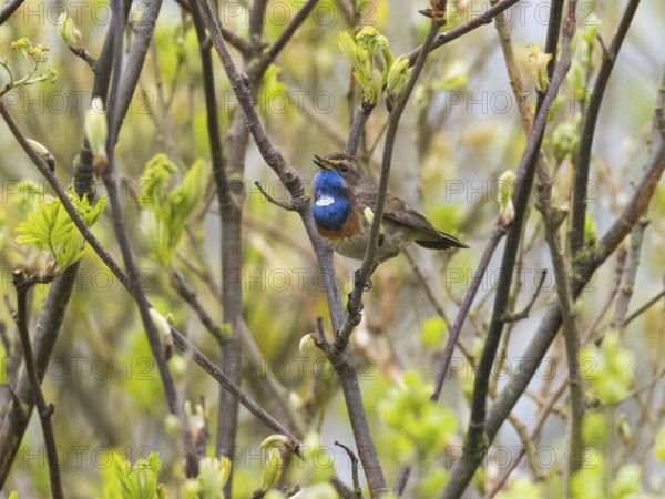 Bird with a blue throat perched on branches amidst spring leaves, Bluethroat singing island Texel
