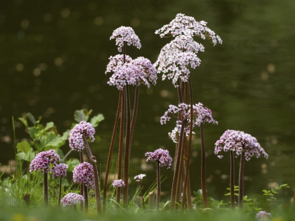 Valerian (Valeriana sp.) plants flowering beside a stream, Hesse, Germany, Europe