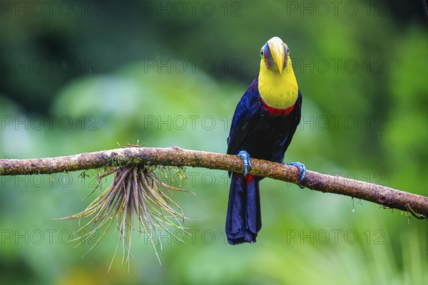 Golden-throated Toucan (Ramphastos ambiguus), Toucans (Ramphastidae), Laguna del Lagarto Lodge,
