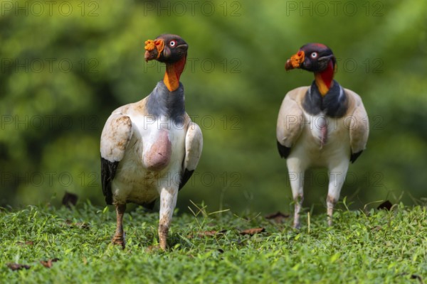 King vulture (Sarcoramphus papa), cock, vulture birds (Aegypiinae), Laguna del Lagarto Lodge,