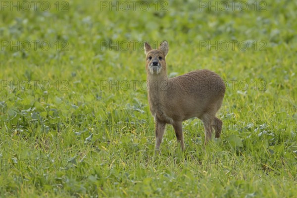 Chinese water deer (Hydropotes inermis) adult animal in a farmland field, England, United Kingdom,