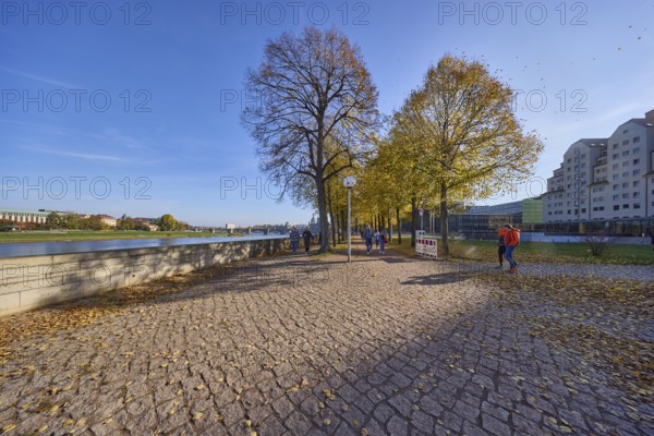 Elbe riverbank, Elbe, footpath, cycle path, trees, lime trees (Tilia), autumnal light-flooded