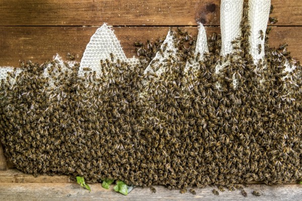 Bee colony, many bees, Western or European honey bee (Apis mellifera), wild construction of natural
