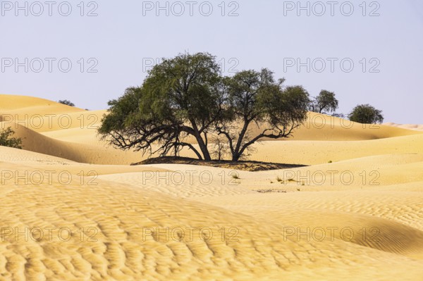 Trees in the sand dunes, Rub al Khali desert, Dhofar province, Arabian Peninsula, Sultanate of Oman