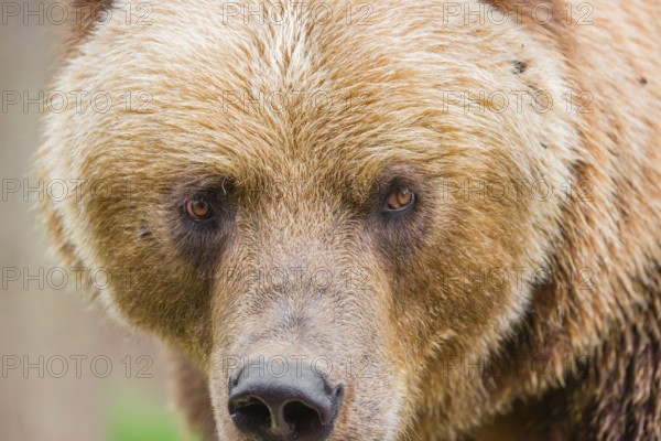 Portrait of a Kamchatka brown bear (Ursus arctos piscator)