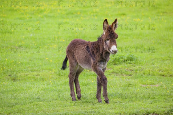 A mixed breed donkey foal runs across a green meadow
