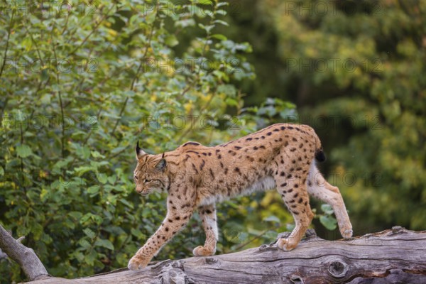 A Eurasian lynx (Lynx lynx) runs down a dead tree lying at an angle