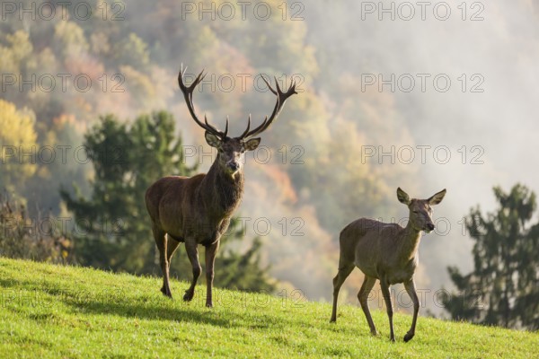 A red deer stag (Cervus elaphus) and a hind run across a meadow. A forest with autumn leaves can be