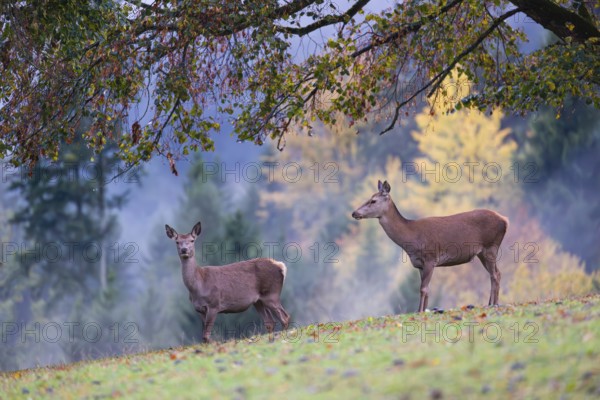 Two red deer hinds (Cervus elaphus) stand in a meadow, A forest with autumn leaves can be seen in