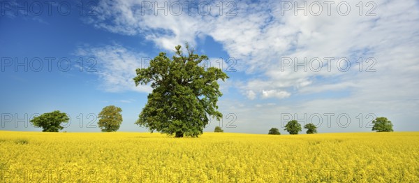 Panorama, blooming rape field with old solitary oaks under a blue sky, Mecklenburg Switzerland,