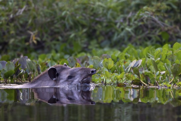 Lowland tapir (Tapirus terrestris), swimming in the river, Rio Claro, Pantanal, Brazil, South