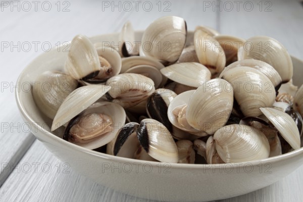 Freshly frozen vongole clams, on a light plate, top view, no people