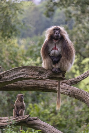 Portrait of an adult male Gelada (Theropithecus gelada), or bleeding-heart monkey, resting on a log