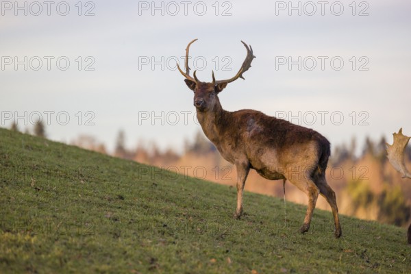 A male fallow deer (Dama dama) stands urinating on a meadow on an early morning