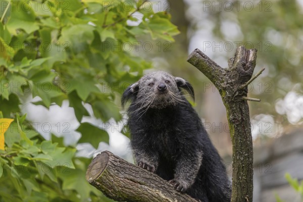 One binturong (Arctictis binturong), or bearcat balancing over branches framed by green leafs