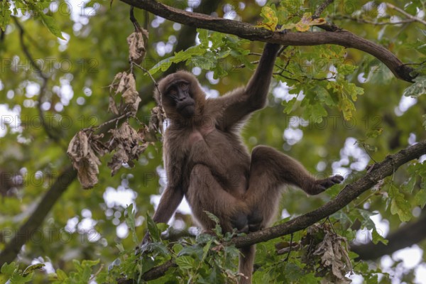 One female Gelada (Theropithecus gelada), or bleeding-heart monkey sitting high up in a tree