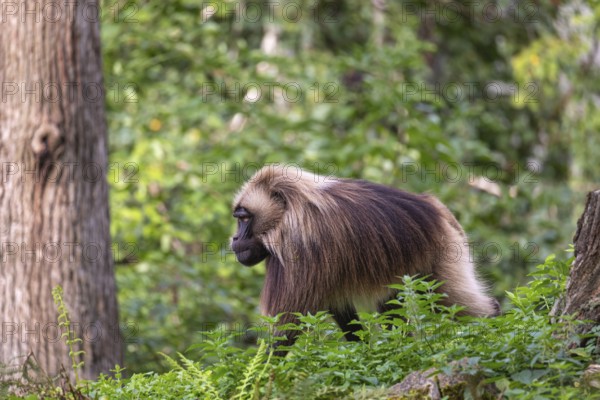 One adult male Gelada (Theropithecus gelada), or bleeding-heart monkey walking through riverine