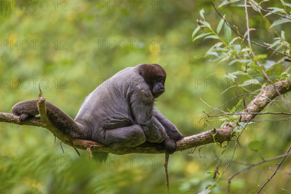 A common woolly monkey, brown woolly monkey, or Humboldt's woolly monkey (3) (Lagothrix