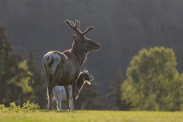 Red Deer stag, Cervus elaphus, early morning, backlight with a goat accompanying the deer