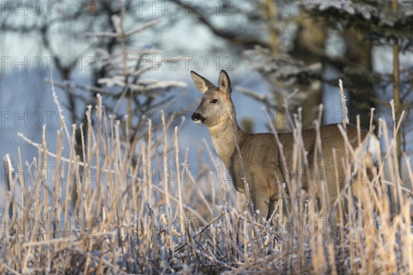 Roe deer standing in hoar frosted dead stinging nettle at minus 15 °C at sunrise. Trees and dead