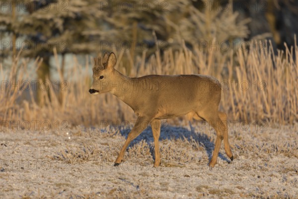 Roe deer on hoar frosted meadow at minus 15 °C at sunrise. Trees and dead stinging nettle in