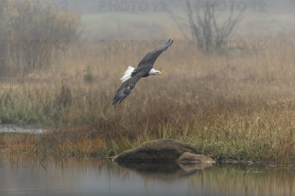 One Bald Eagle, Haliaeetus leucocephalus, flying over a small pond with reed gras on a foggy cold