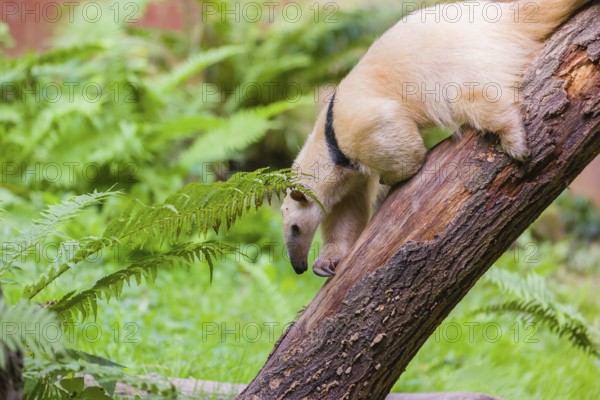One southern tamandua (Tamandua tetradactyla), climbs down a tree in a forest