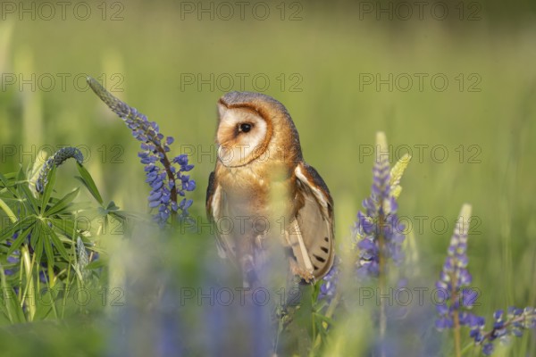 One barn owl (Tyto alba) sitting on a branch lying in a field of flowering lupines in late evening