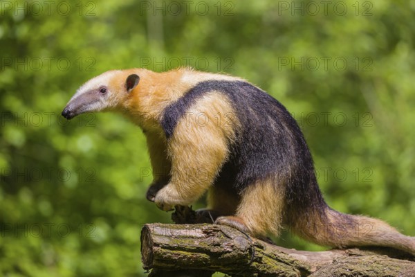 A southern tamandua (Tamandua tetradactyla), sits in a tree, watching the surrounding