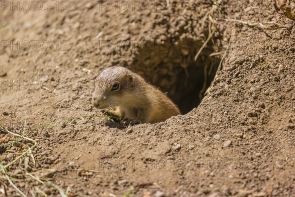 A black-tailed prairie dog cub (2 weeks old) (Cynomys ludovicianus) leaving his den