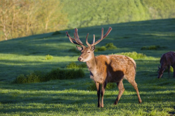 One male Altai maral, Altai wapiti or Altai elk (Cervus canadensis sibiricus) stands on a meadow in