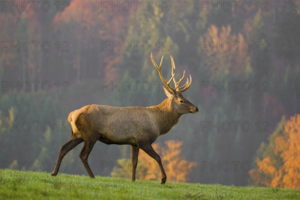 An Altai maral stag, Altai wapiti or Altai elk (Cervus canadensis sibiricus) stands on a meadow in
