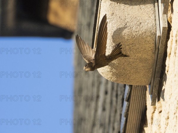 Common swift (Apus apus), adult bird in flight leaving its nest, which is one of a row of