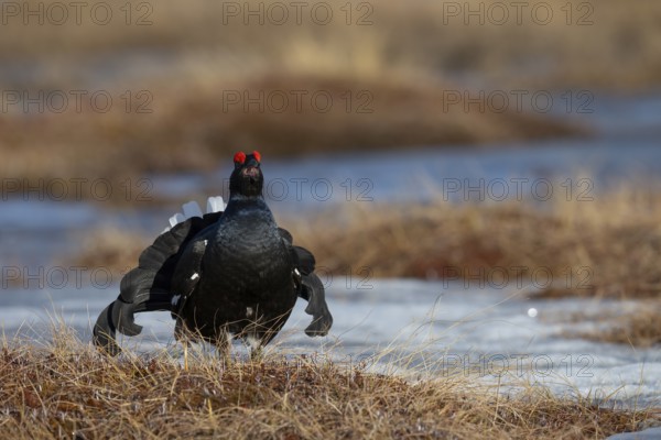 Black grouse (Lyrurus tetrix, syn.: Tetrao tetrix), Sweden, Europe