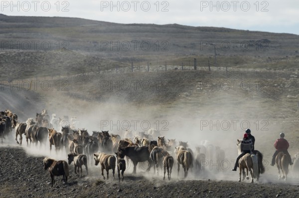 Icelandic horses (Equus islandicus) and mounted drivers at a horse round-up or réttir, covered in a